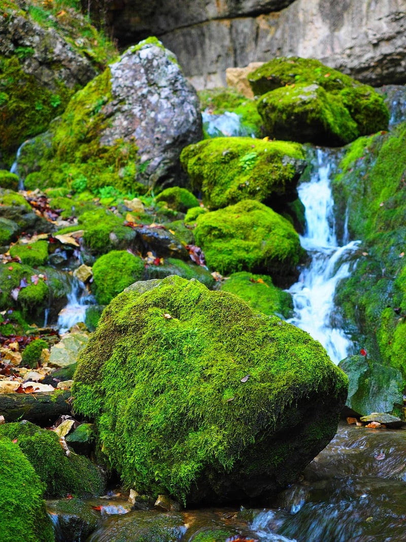 Magic Moss