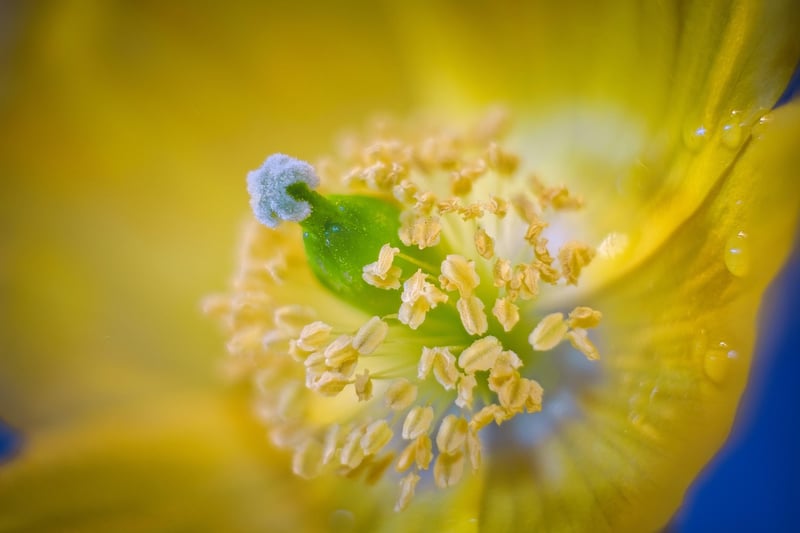 Spellbinding Blooms